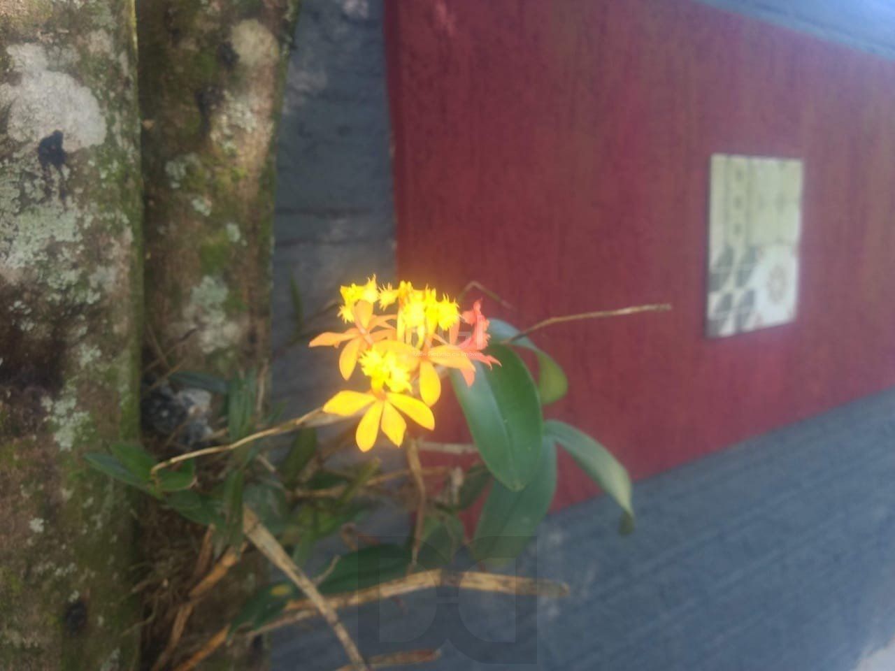 Terreno a venda no bairro Gloria - Av. Oscar Pereira — foto 10