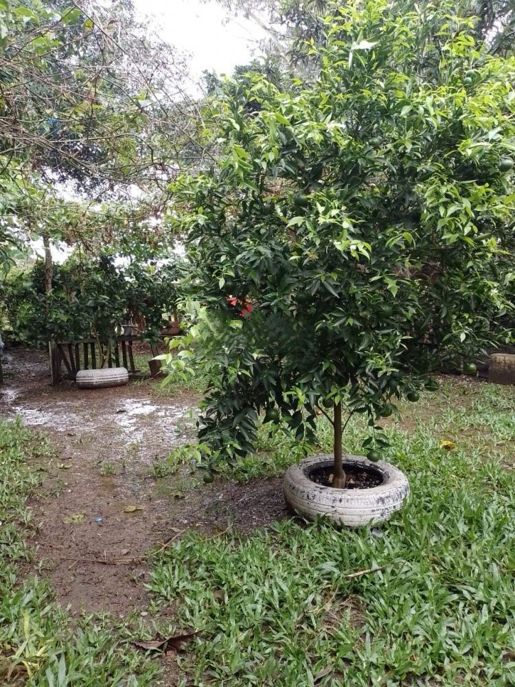 Casa com 3 dormitórios no bairro Restinga — foto 17