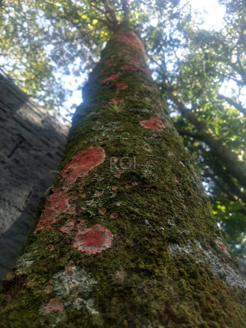 Terreno a venda no bairro Gloria - Av. Oscar Pereira — foto 34