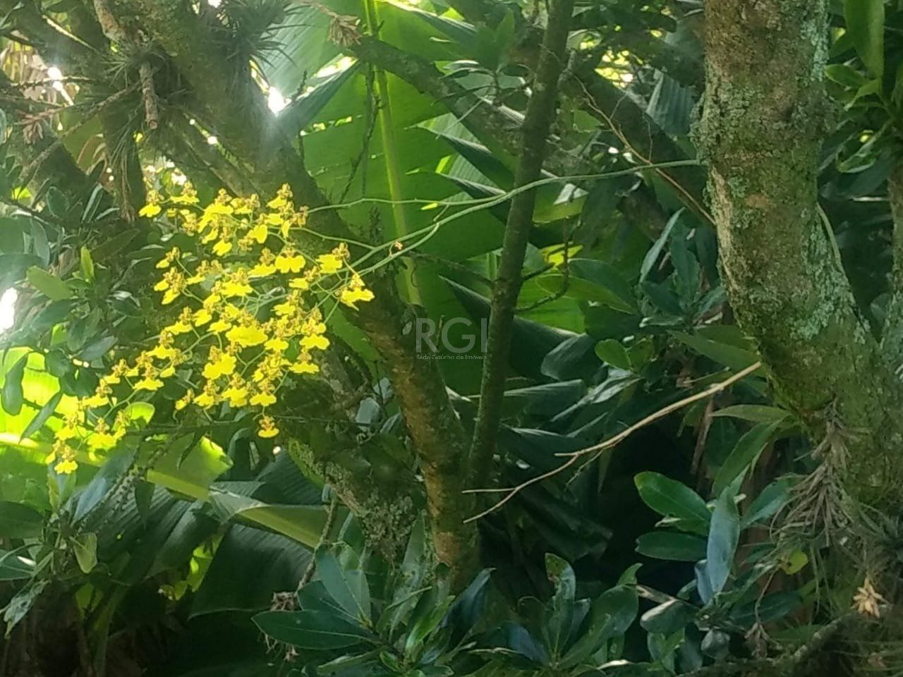 Terreno a venda no bairro Gloria - Av. Oscar Pereira — foto 8