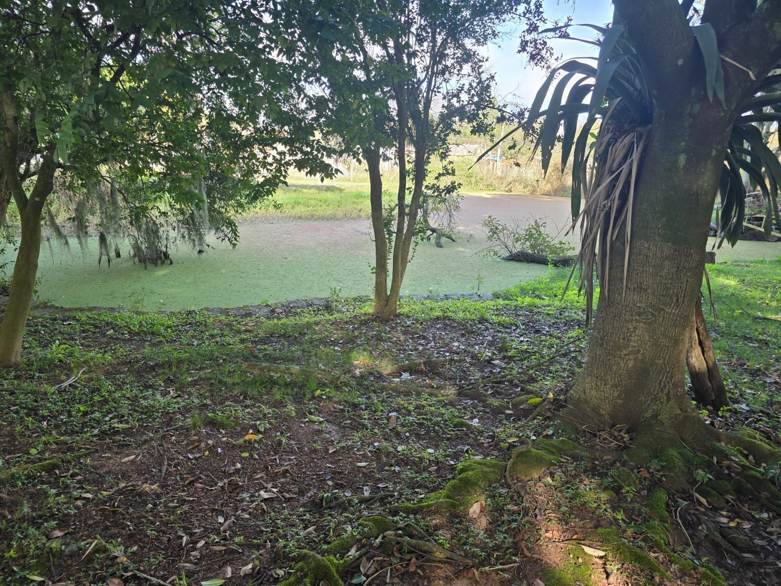 Sitio na Restinga com 2 casas e ótima oportunidade para investimento — foto 10