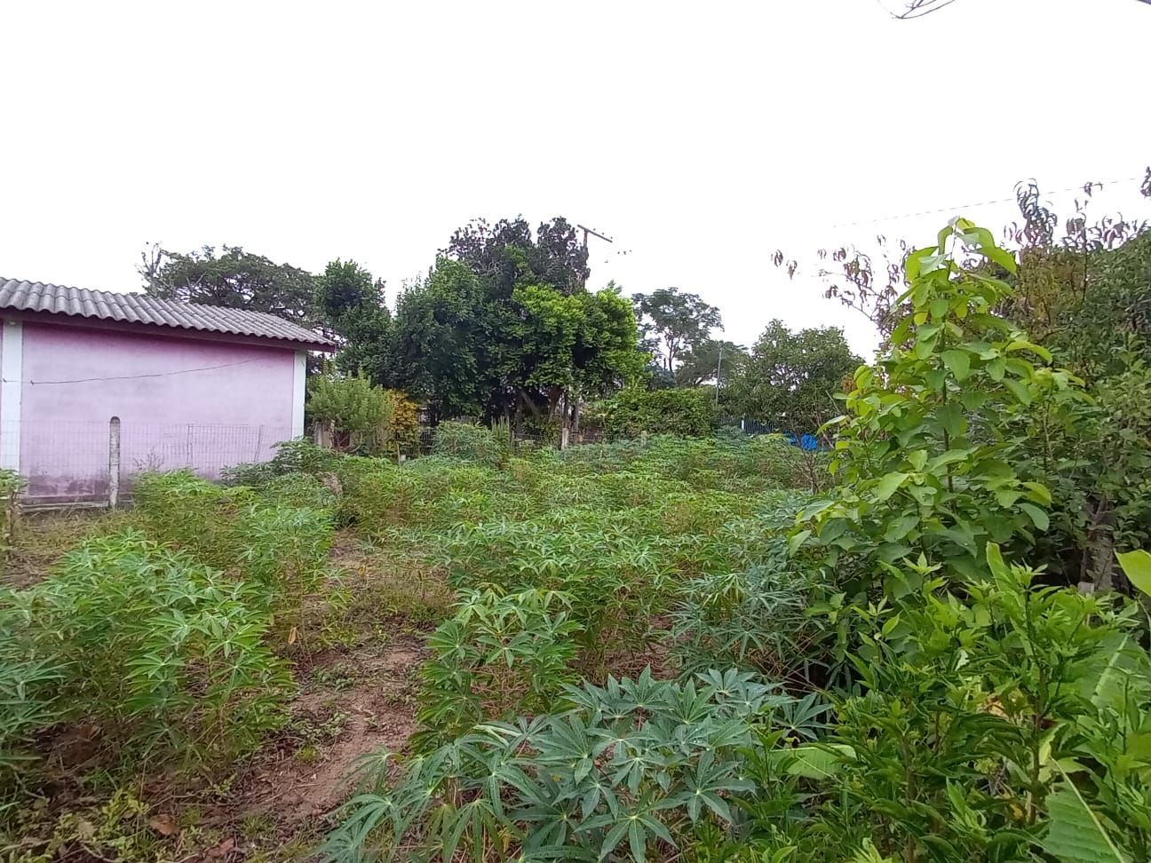 Casa no bairro Lami com terreno de 500 m² — foto 3