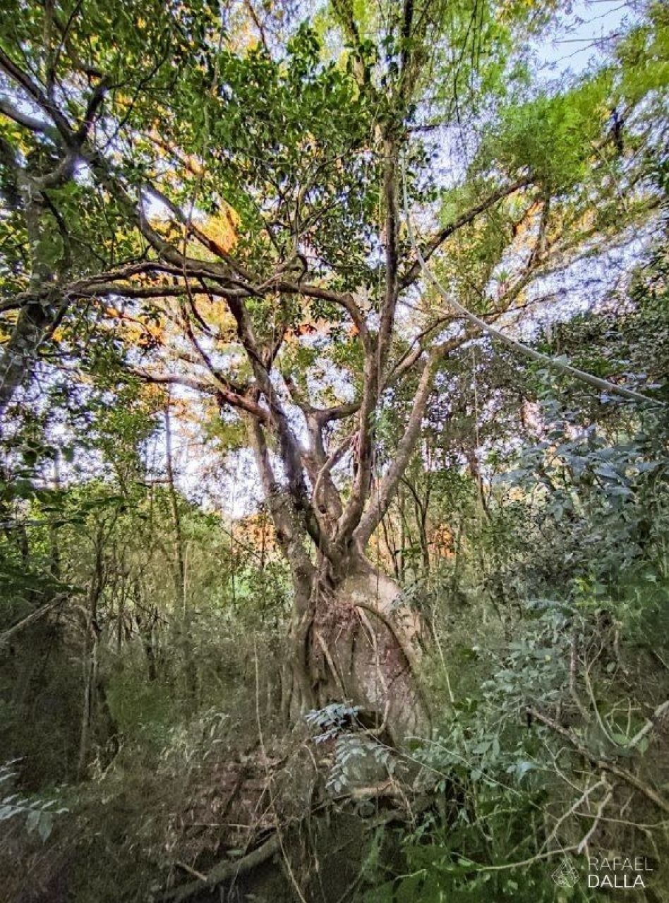 Lote plano — foto 38