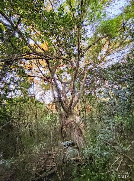 Terreno em Condominio para Venda - 0m², 0 dormitórios, Alphaville — foto 33
