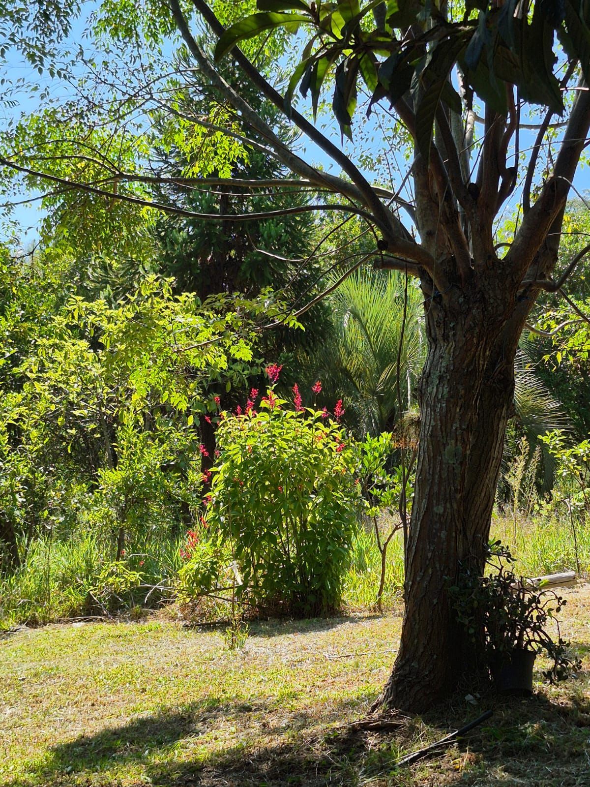 Sítio com casa de 3 dormitórios e 3.000m² à venda no Canta Galo em Porto Alegre — foto 34