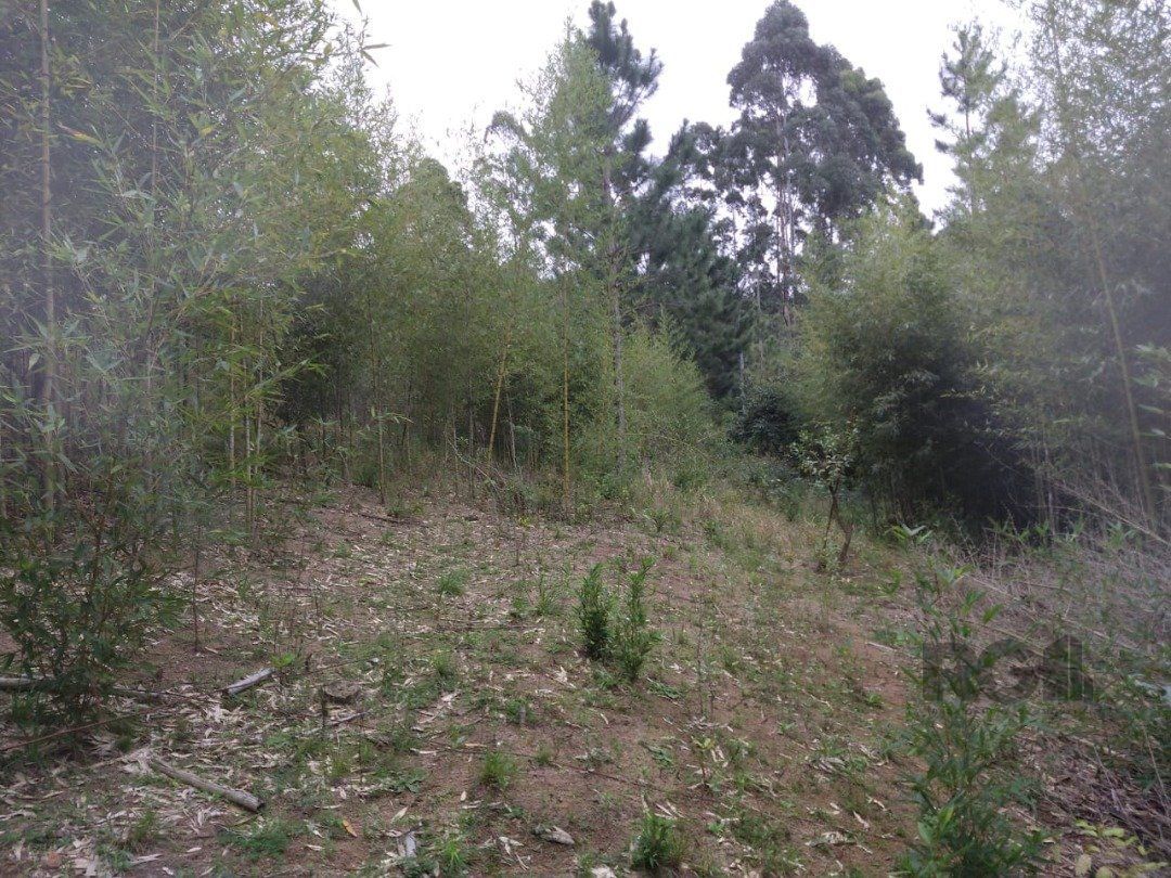 Area 6,69ha | Bairro Belem Velho — foto 8
