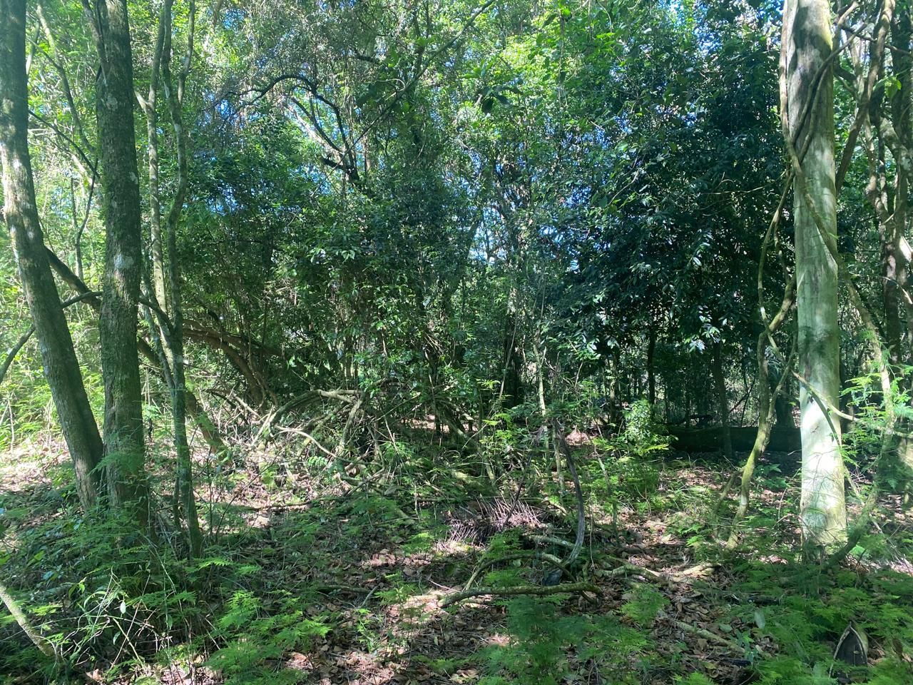 Excelente terreno! — foto 17
