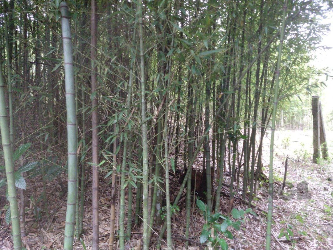 Area 6,69ha | Bairro Belem Velho — foto 13