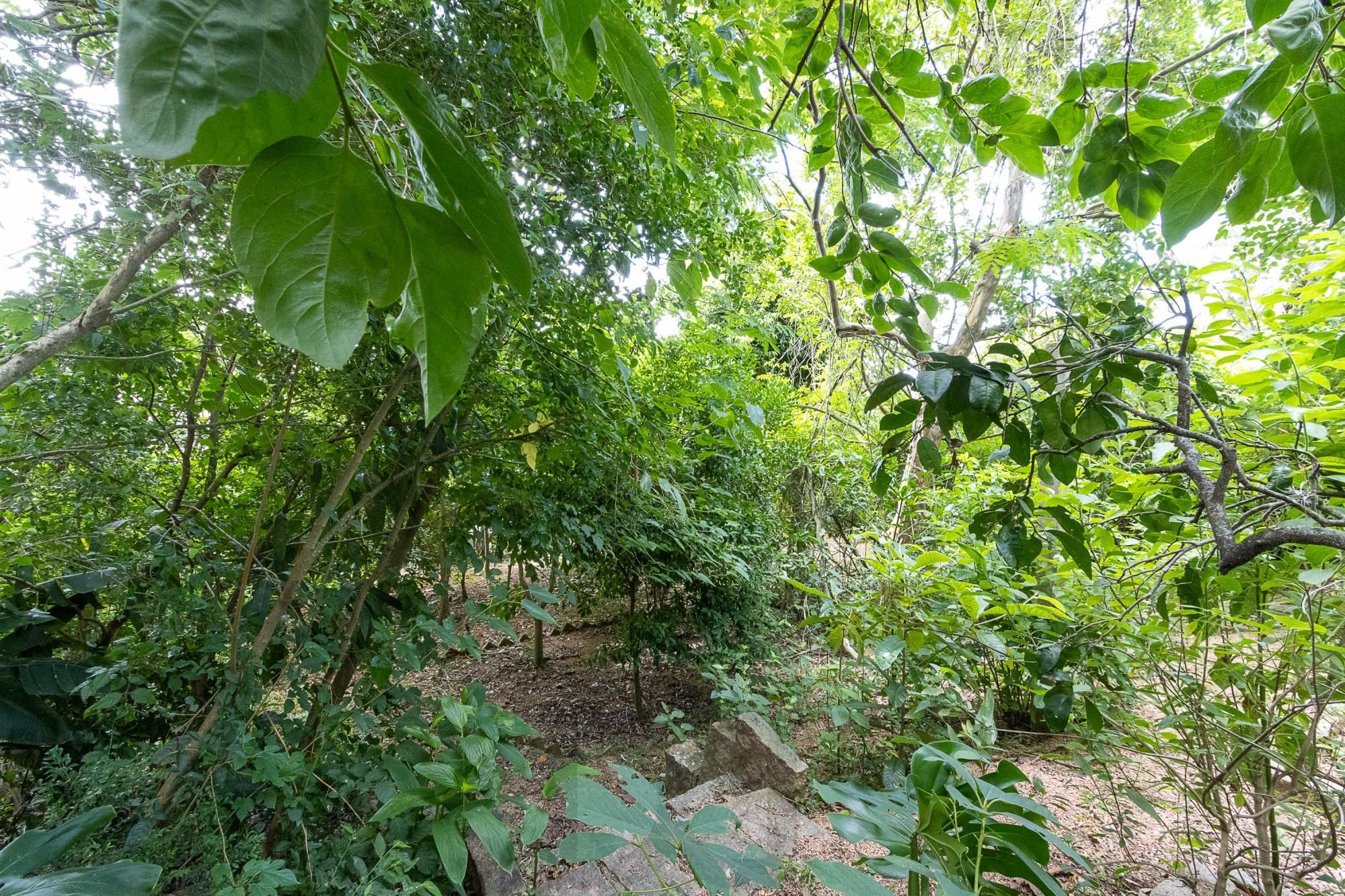 Bela casa térrea, 2 dormitórios e 1 suite - Parte alta do Bairro Espirito Santos — foto 42