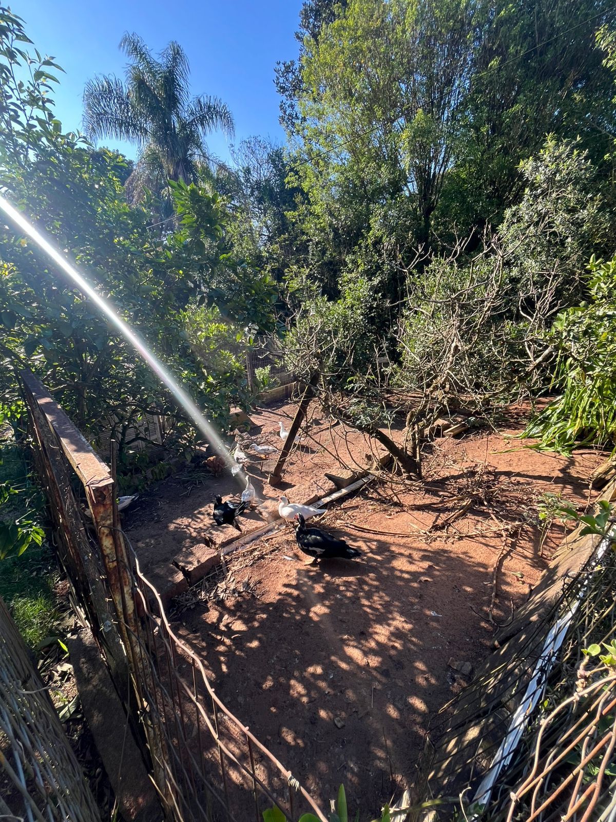 Terreno Amplo com 3 Casas – Vila Nova, Porto Alegre — foto 15