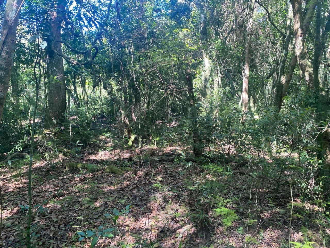 Excelente terreno! — foto 19