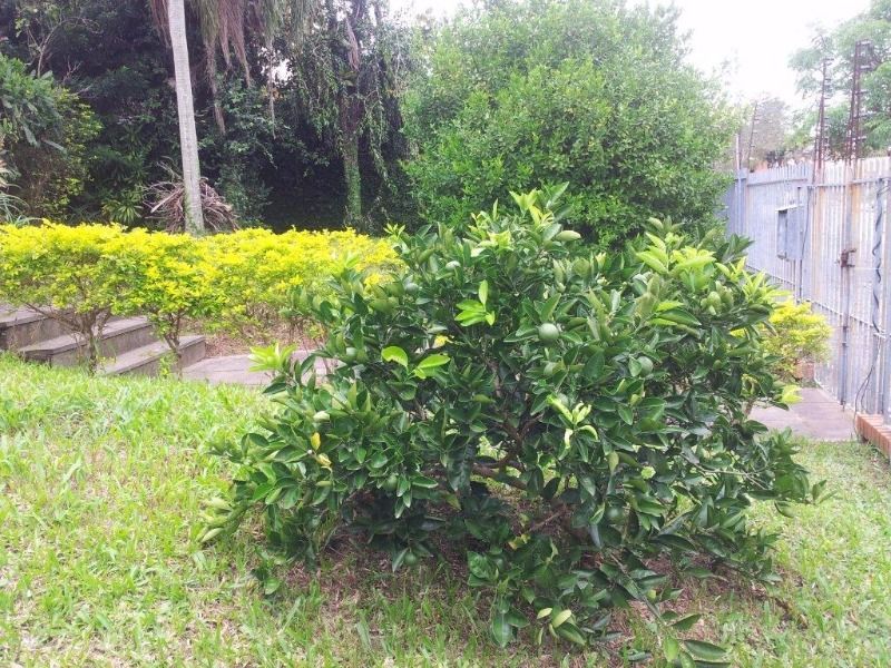 Casa para Venda - 400m², 3 dormitórios, sendo 1 suites, 2 vagas - Cristal — foto 60