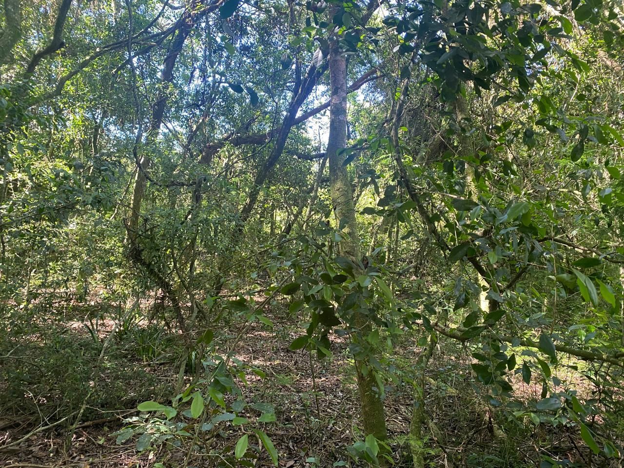 Excelente terreno! — foto 22