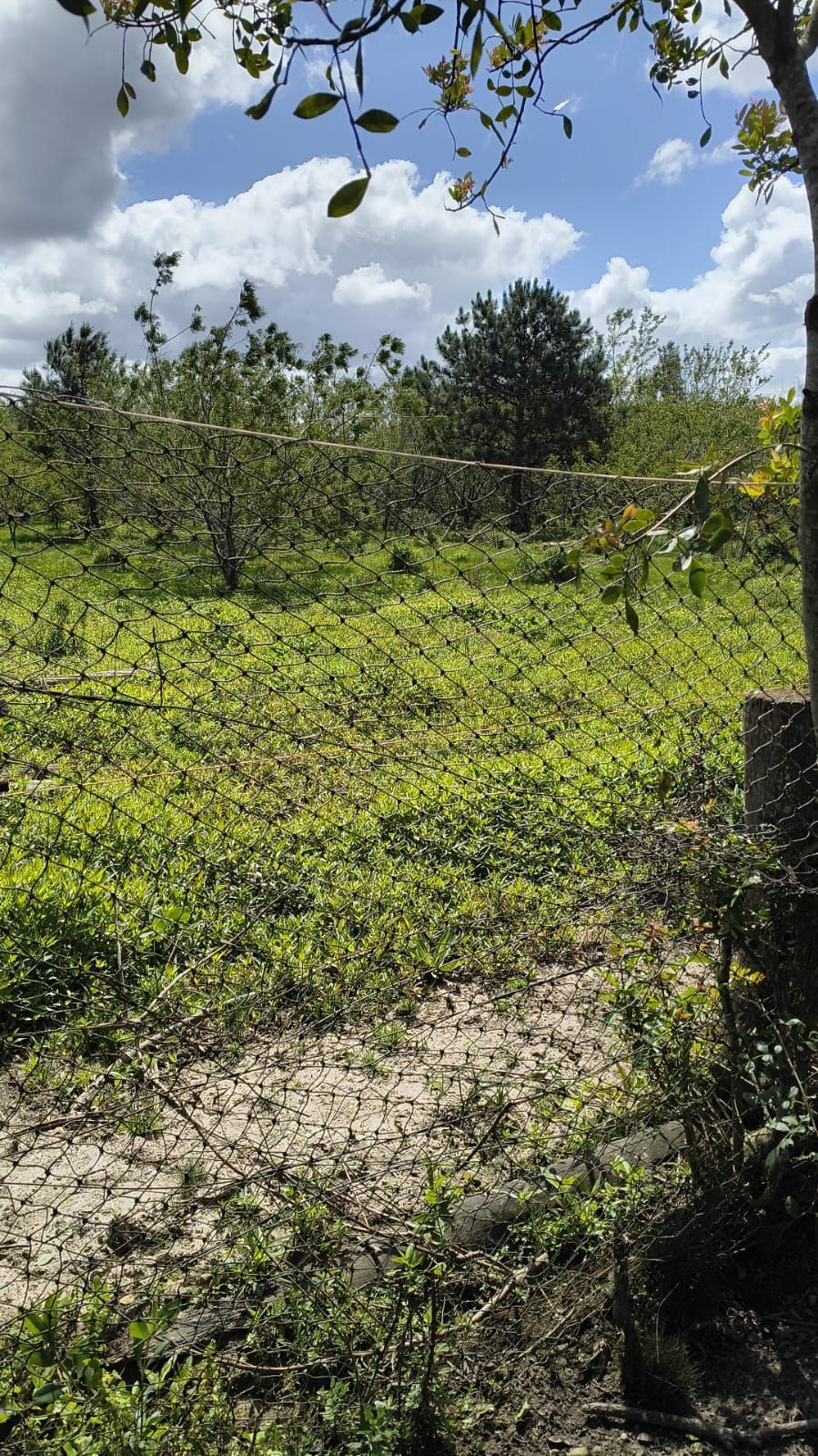 Sítio no condomínio "Campos do Lamy", com 1,6 hectares - — foto 4