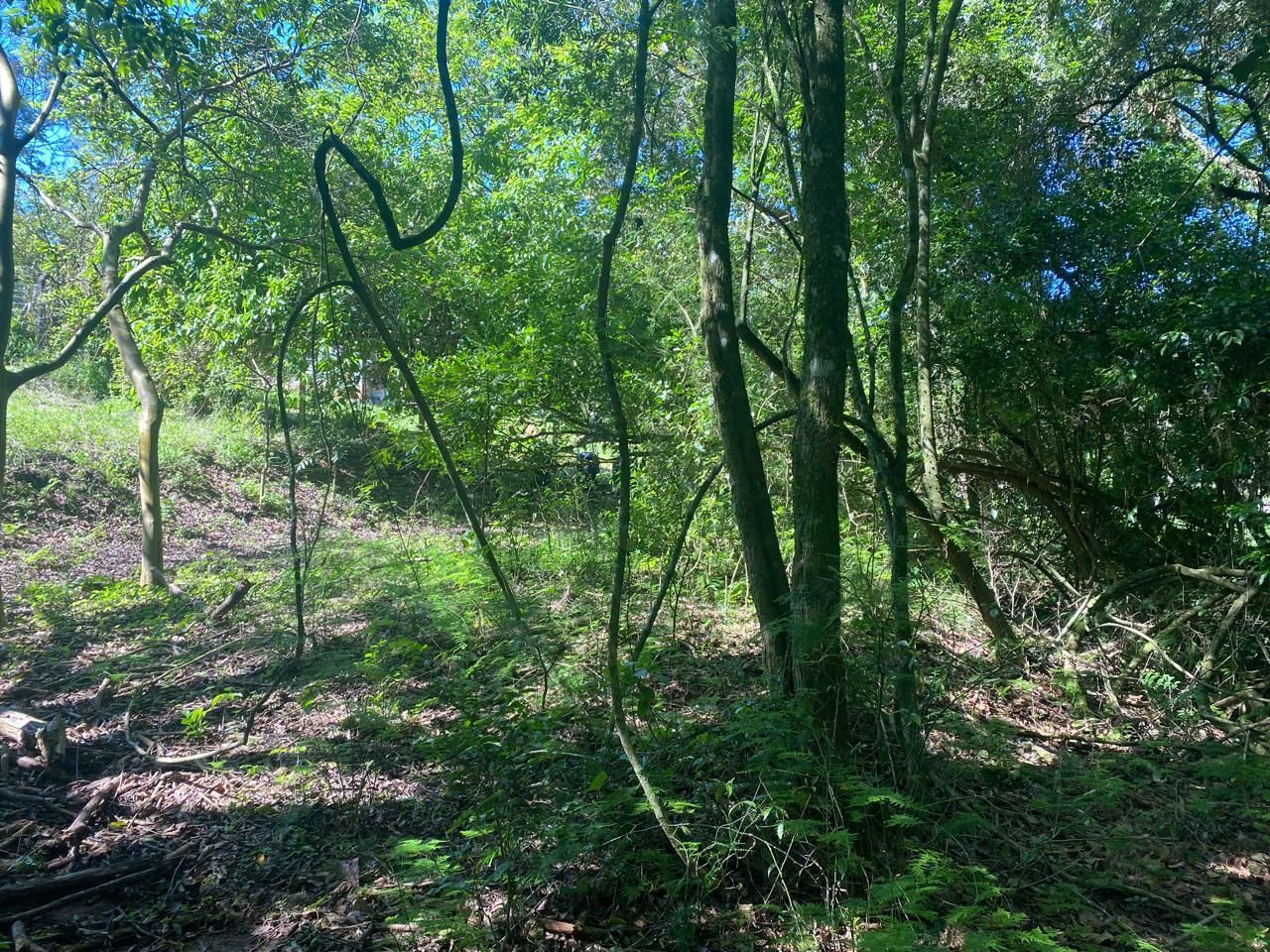 Excelente terreno! — foto 18