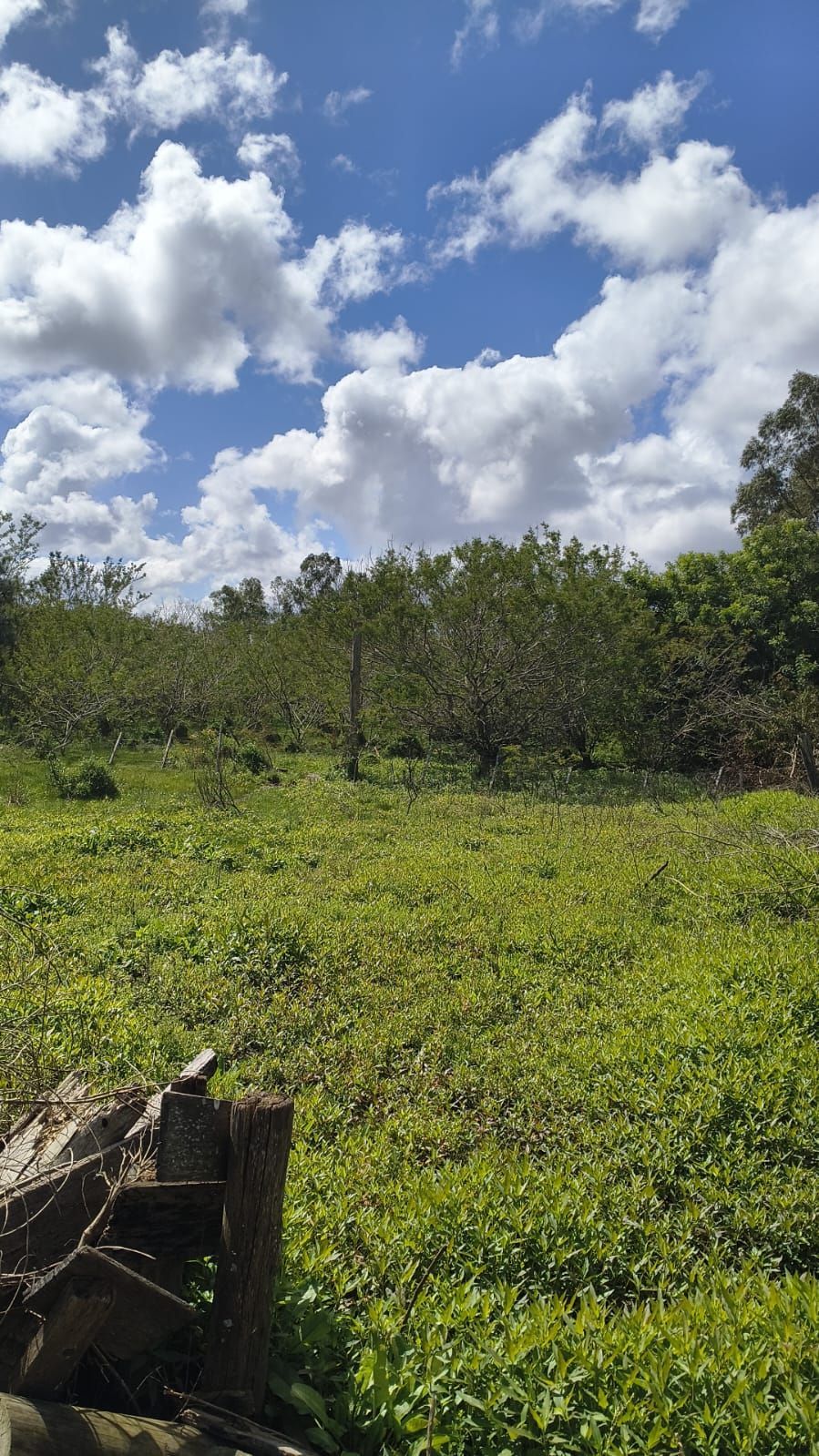 Sítio no condomínio "Campos do Lamy", com 1,6 hectares - — foto 5