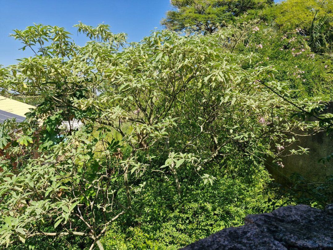 Terreno no bairro Belém Novo. — foto 5