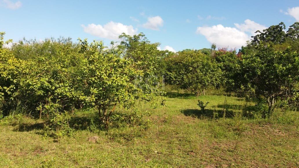Terreno para Venda - 0m², 0 dormitórios, Boa Vista do Sul — foto 5