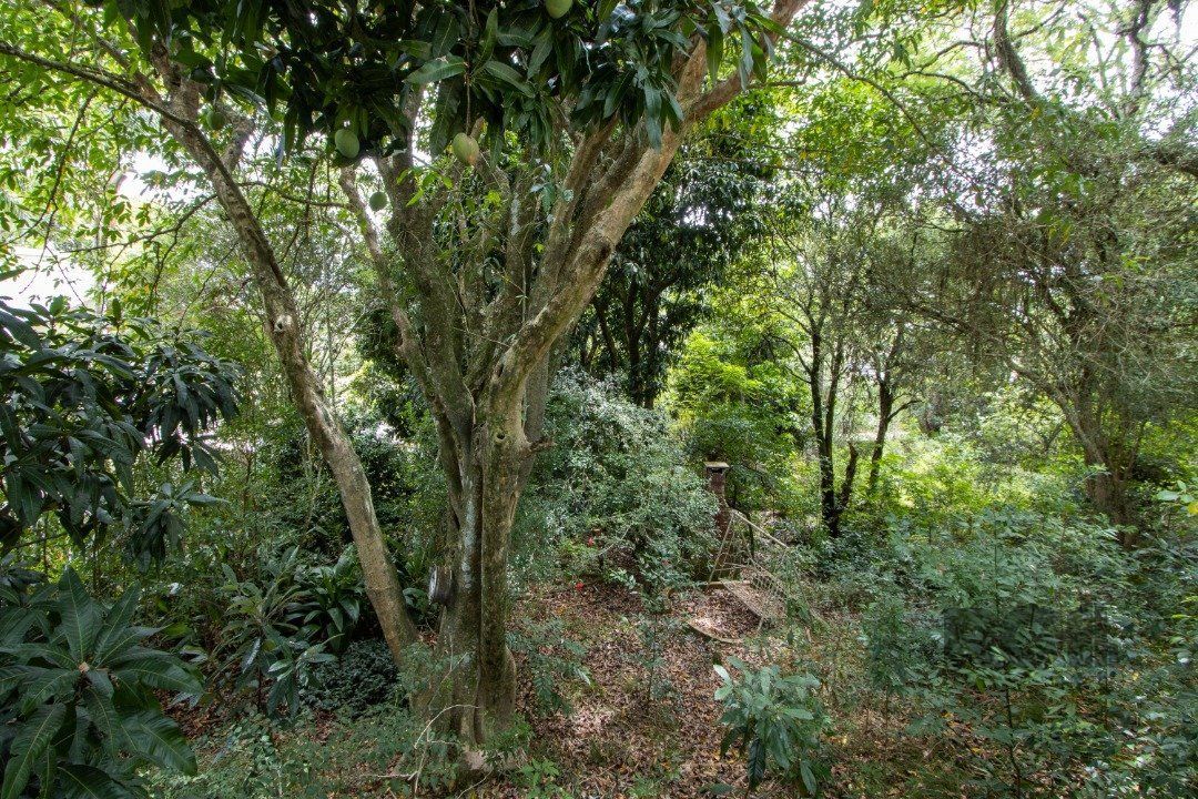 Terreno, 363.78 m², em Vila Conceição, em região elevada e livre de inundações — foto 6