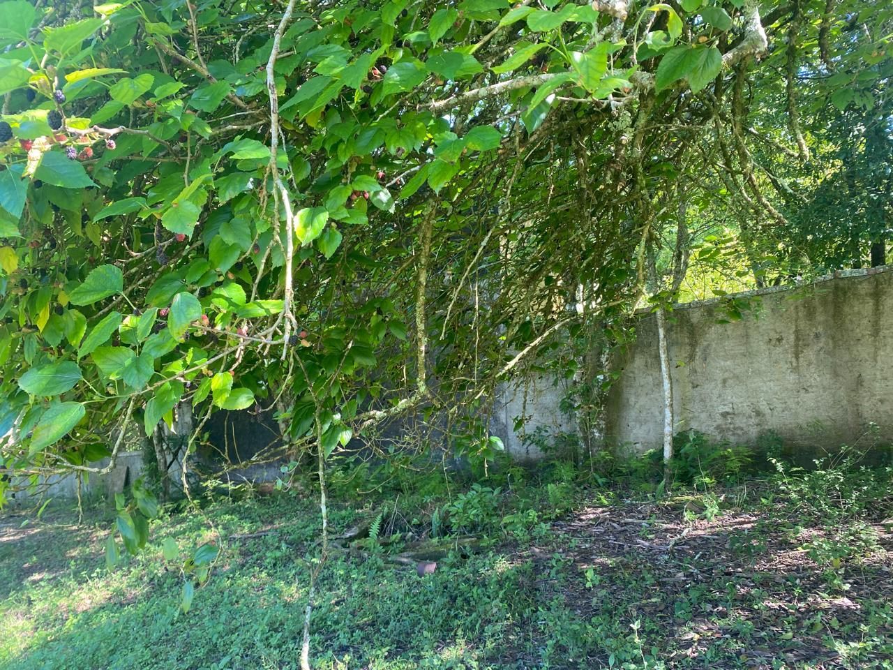 Excelente terreno! — foto 13