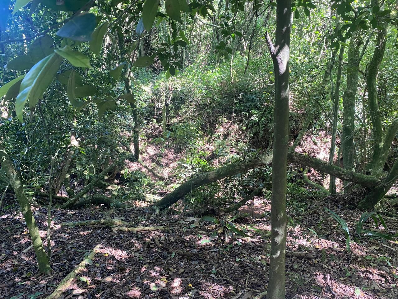 Excelente terreno! — foto 20