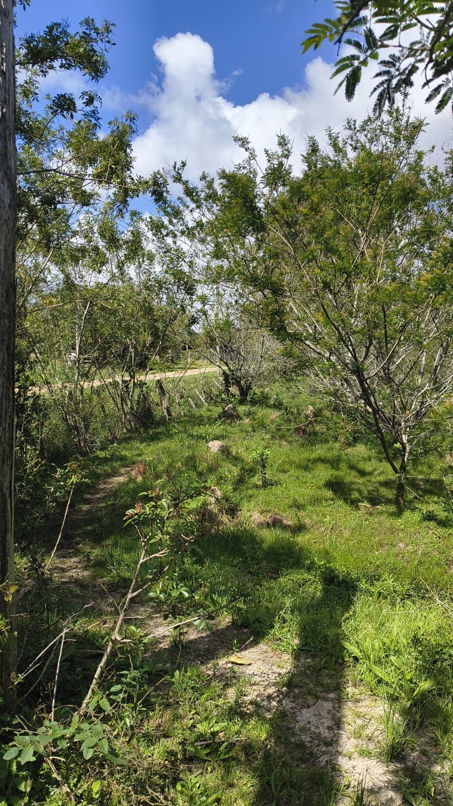 Sítio no condomínio "Campos do Lamy", com 1,6 hectares - — foto 7