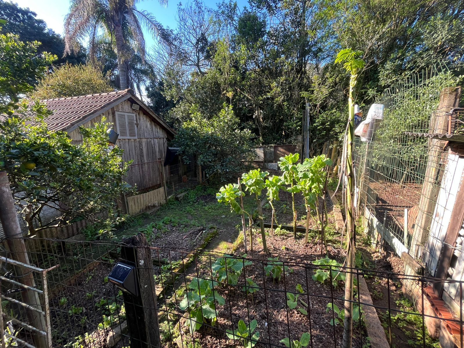 Terreno Amplo com 3 Casas – Vila Nova, Porto Alegre — foto 9
