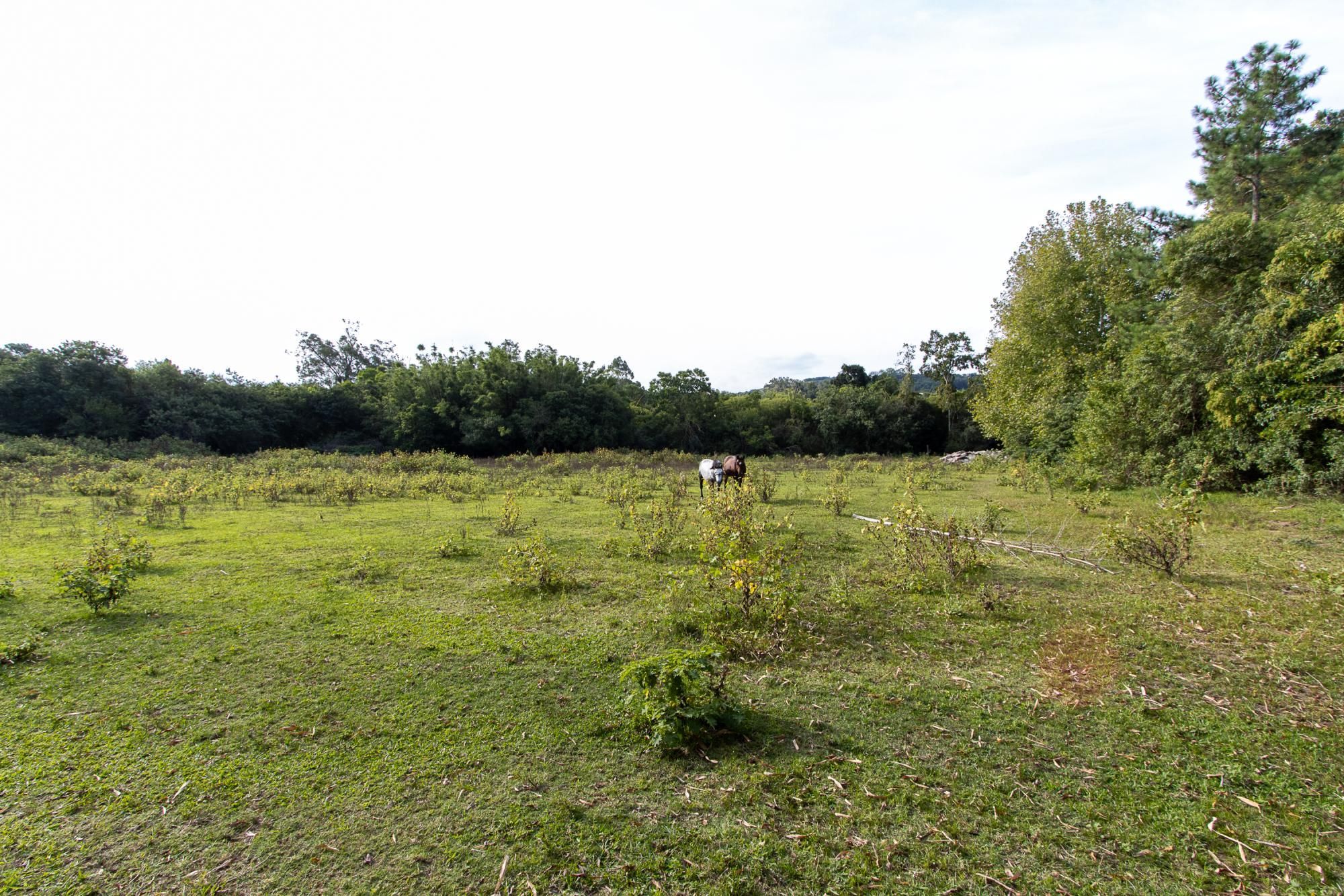 Área medindo 33.426m²! — foto 7