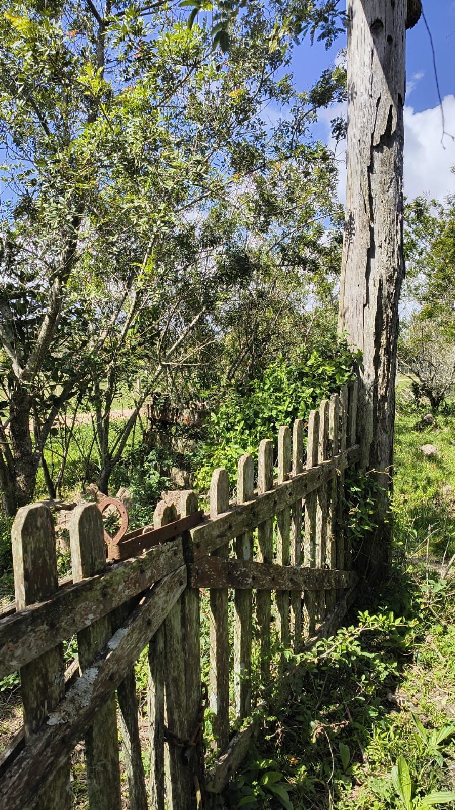 Sítio no condomínio "Campos do Lamy", com 1,6 hectares - — foto 6
