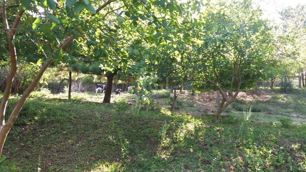 Terreno para Venda - 0m², 0 dormitórios, Boa Vista do Sul — foto 4