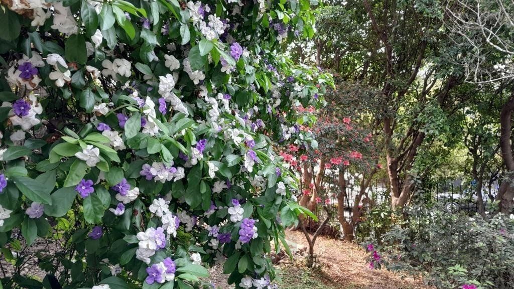 Terreno para Comprar na Santa Cecília no bairro Rio Branco. — foto 2