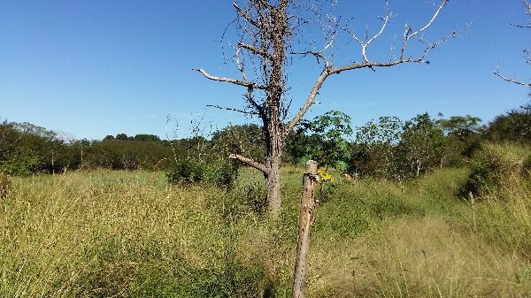 Terreno para Venda - 0m², 0 dormitórios, Lami — foto 7