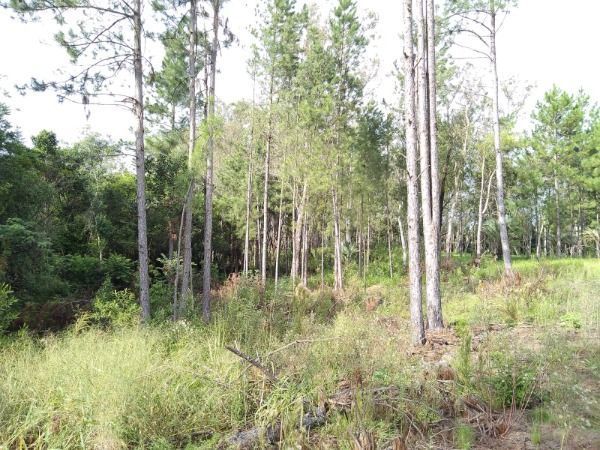 Area em Porto Alegre, no bairro Lomba do Pinheiro, à venda. — foto 3