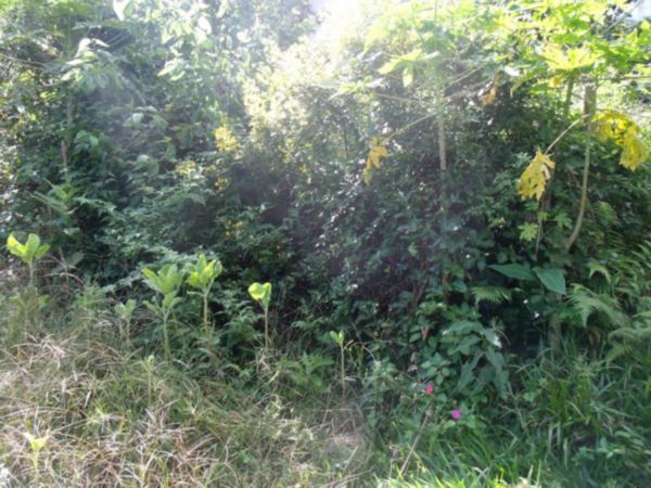 Casa com 5 Dormitórios, Salão de Festas e Terreno de 11,6 x 115m – Belém Velho — foto 46