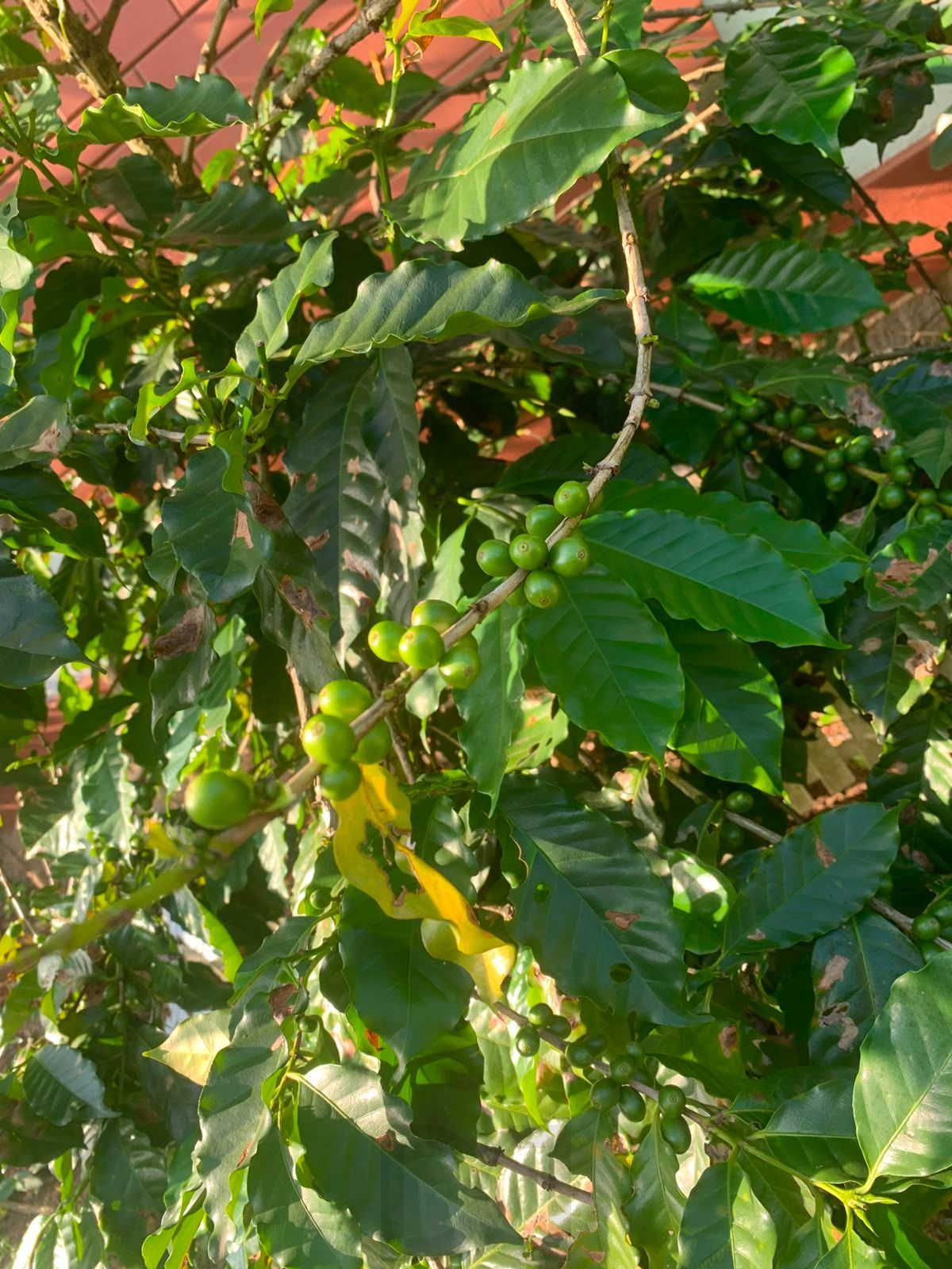  — foto 12