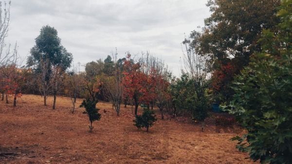 Area em Porto Alegre, no bairro Restinga, à venda. — foto 3