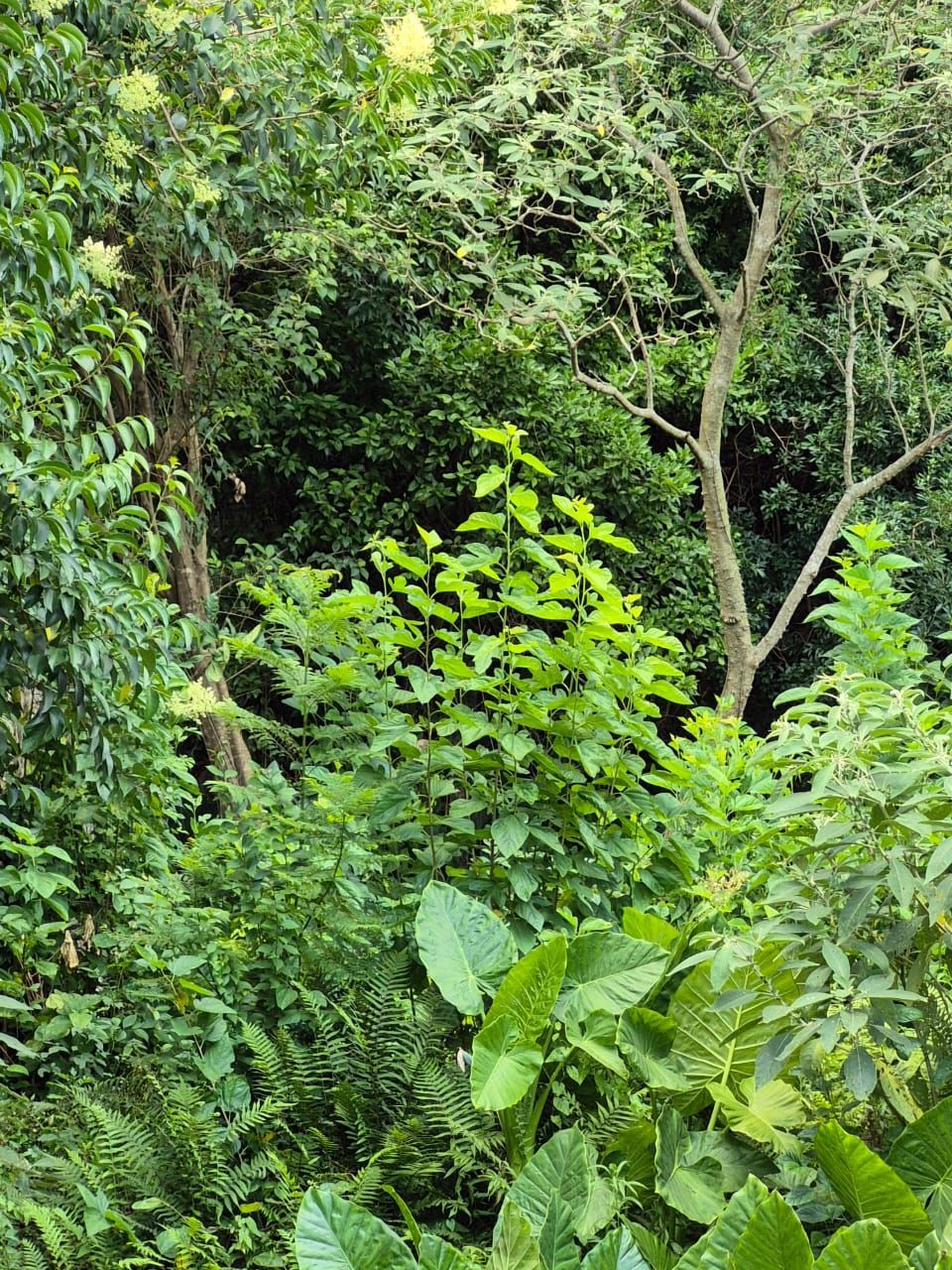 📍 EXCELENTE OPORTUNIDADE DE TERRENO – LOCALIZAÇÃO ESTRATÉGICA! — foto 8
