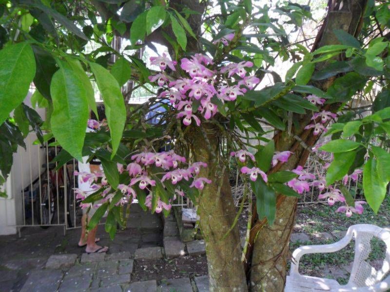Casa para Venda - 348m², 3 dormitórios, sendo 1 suites, 2 vagas - Medianeira — foto 36