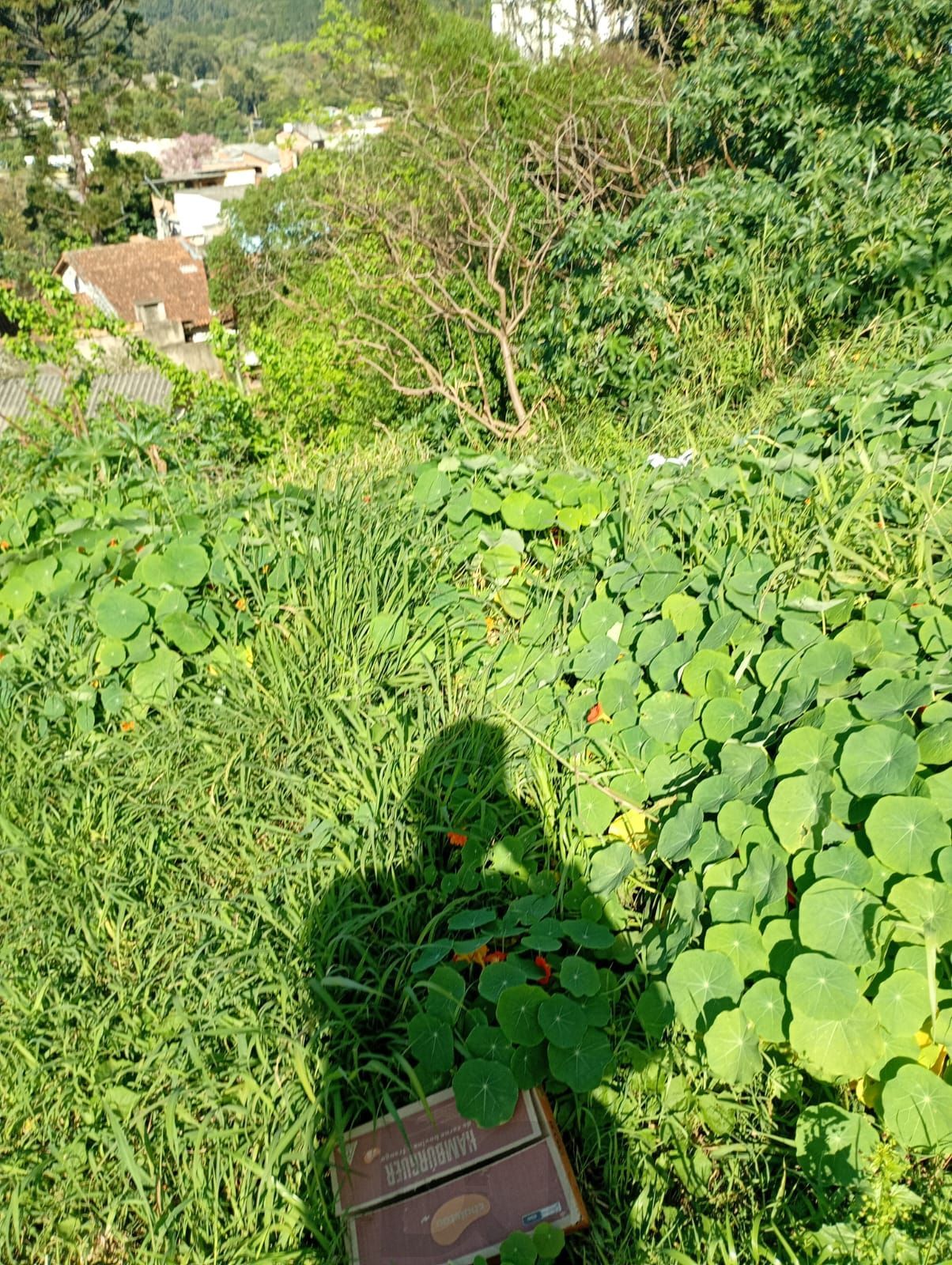 Terreno com 350m2 a duas quadras da Protásio Alves — foto 4