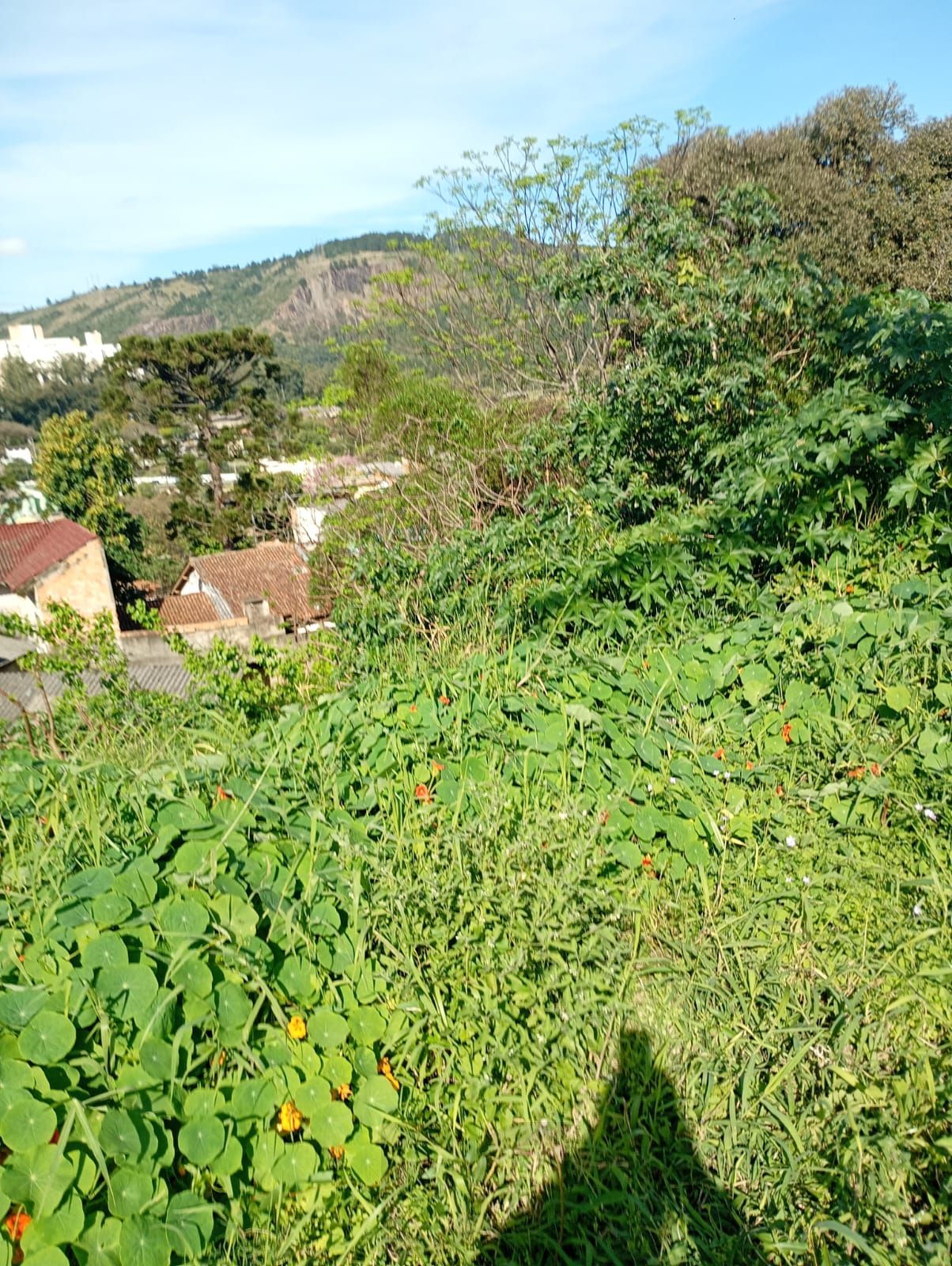 Terreno com 350m2 a duas quadras da Protásio Alves — foto 3