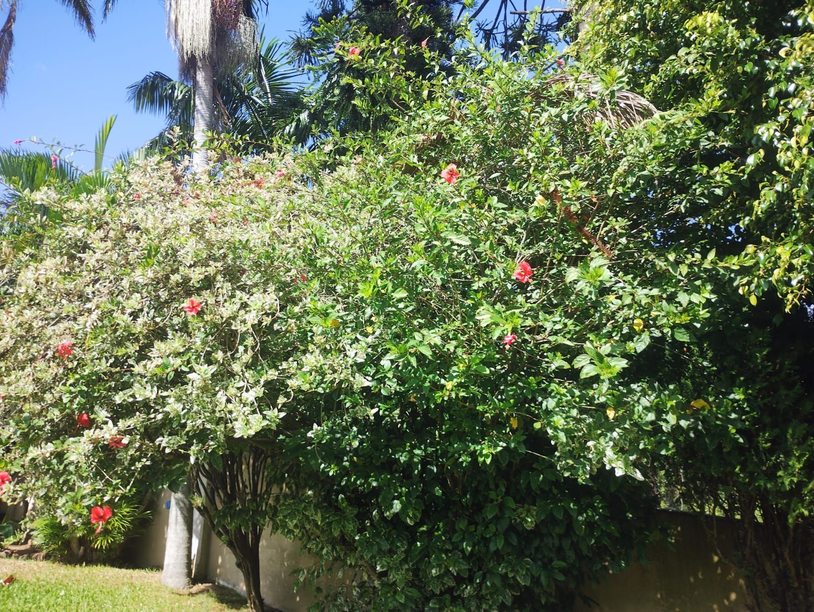 Casa 3 quartos com suíte, espaço gourmet, piscina, 7 vagas de garagem, na Tristeza. — foto 2