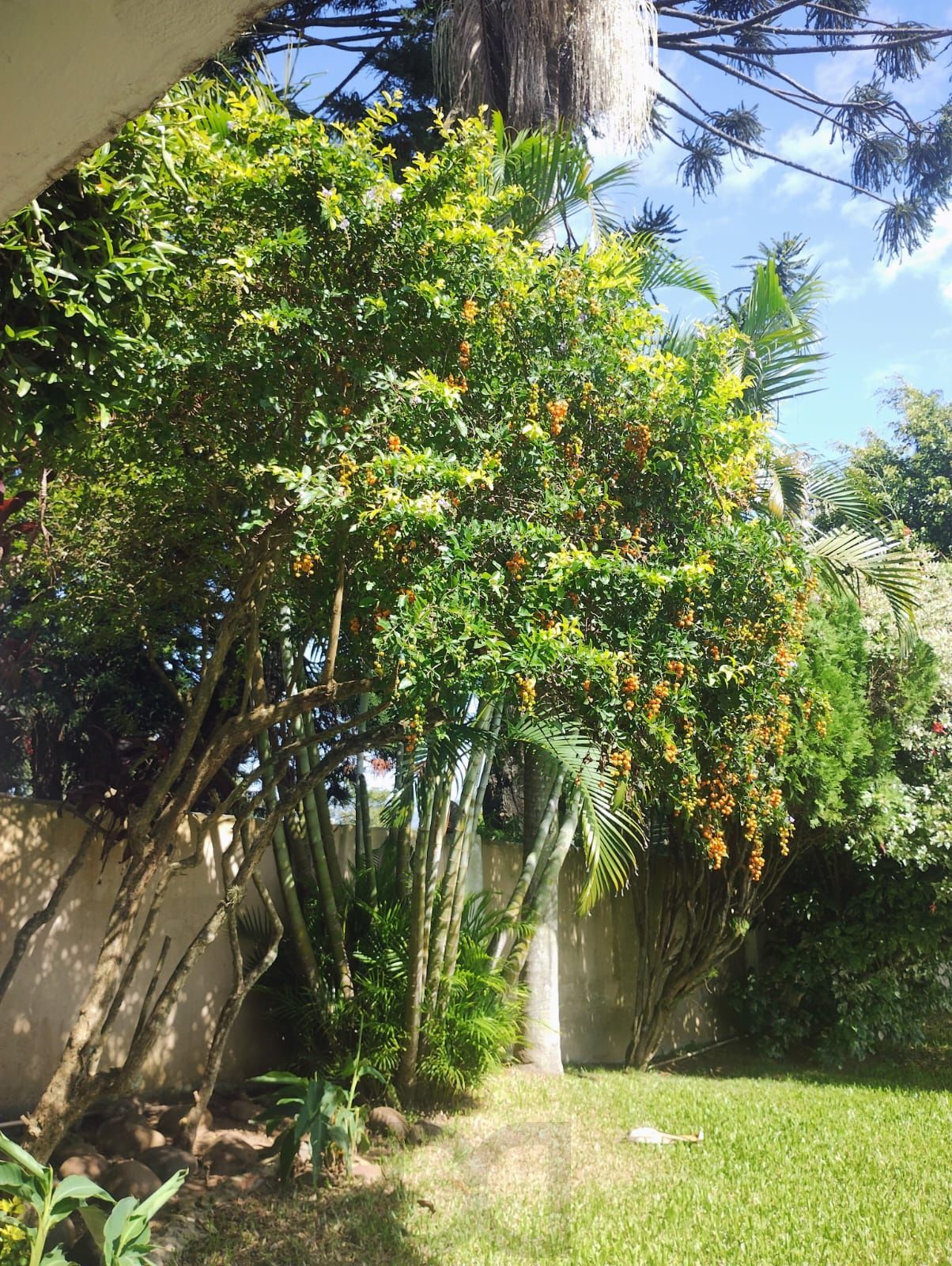 Casa 3 quartos com suíte, espaço gourmet, piscina, 7 vagas de garagem, na Tristeza. — foto 3