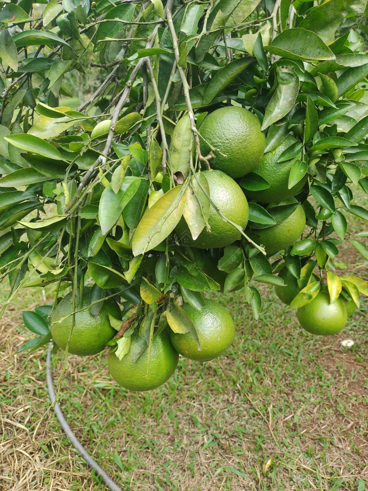 Sítio, 2 quartos, 4 hectares - Foto 17