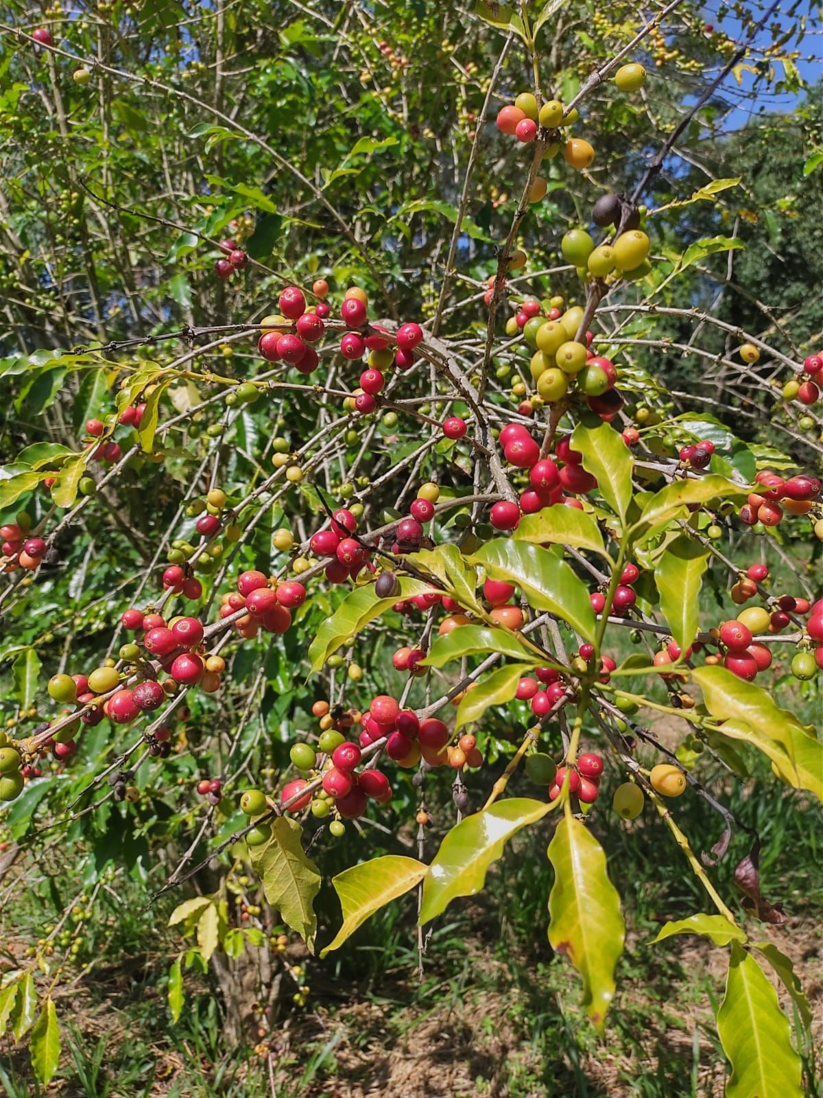 Sítio, 2 quartos, 4 hectares - Foto 20