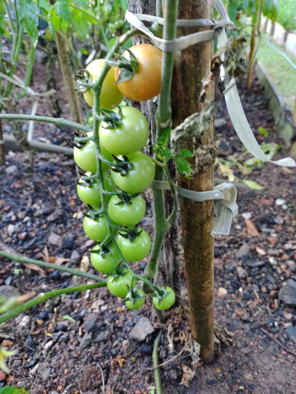 Sítio, 2 quartos, 4 hectares - Foto 16