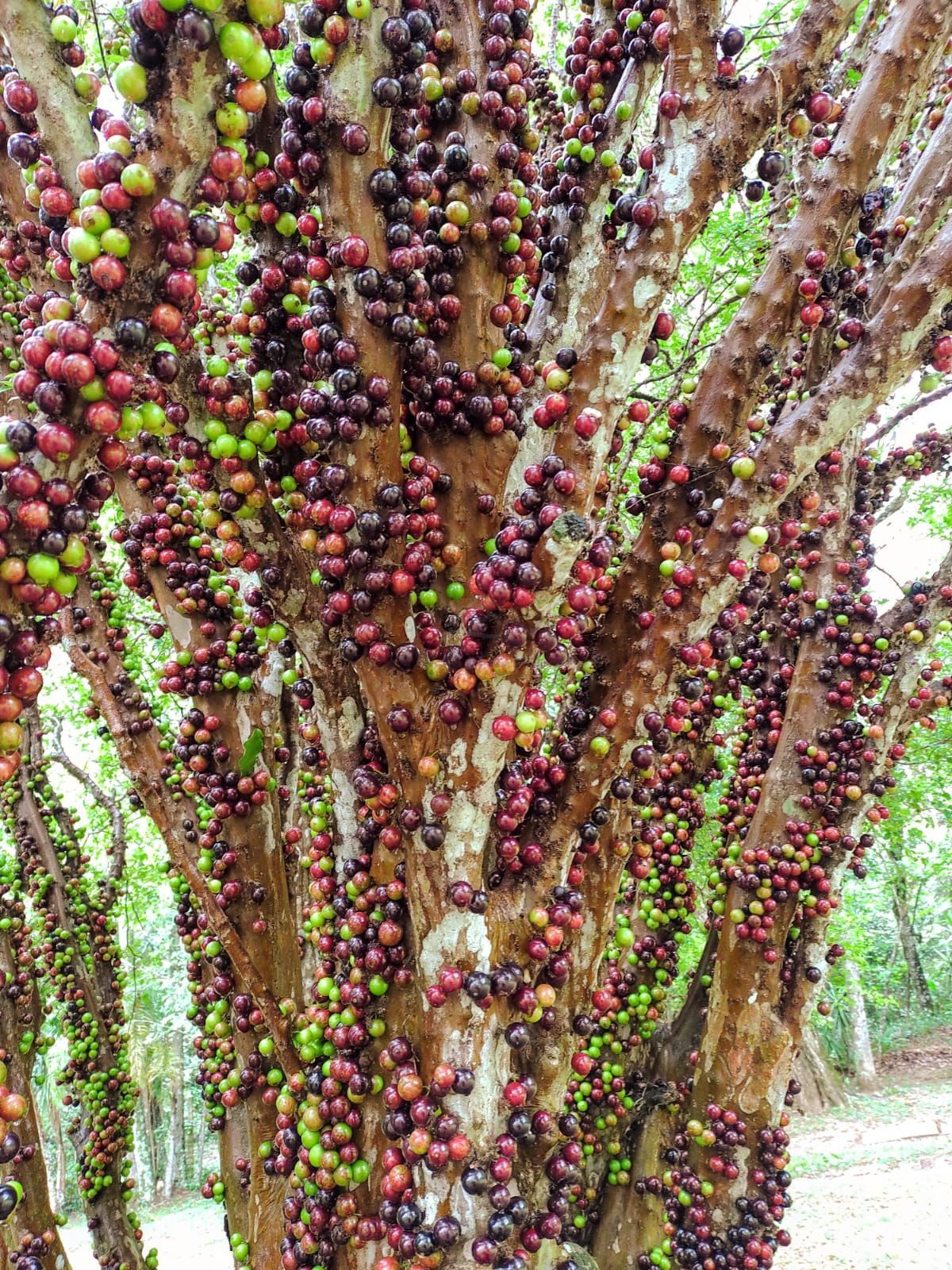 Sítio, 2 quartos, 4 hectares - Foto 19