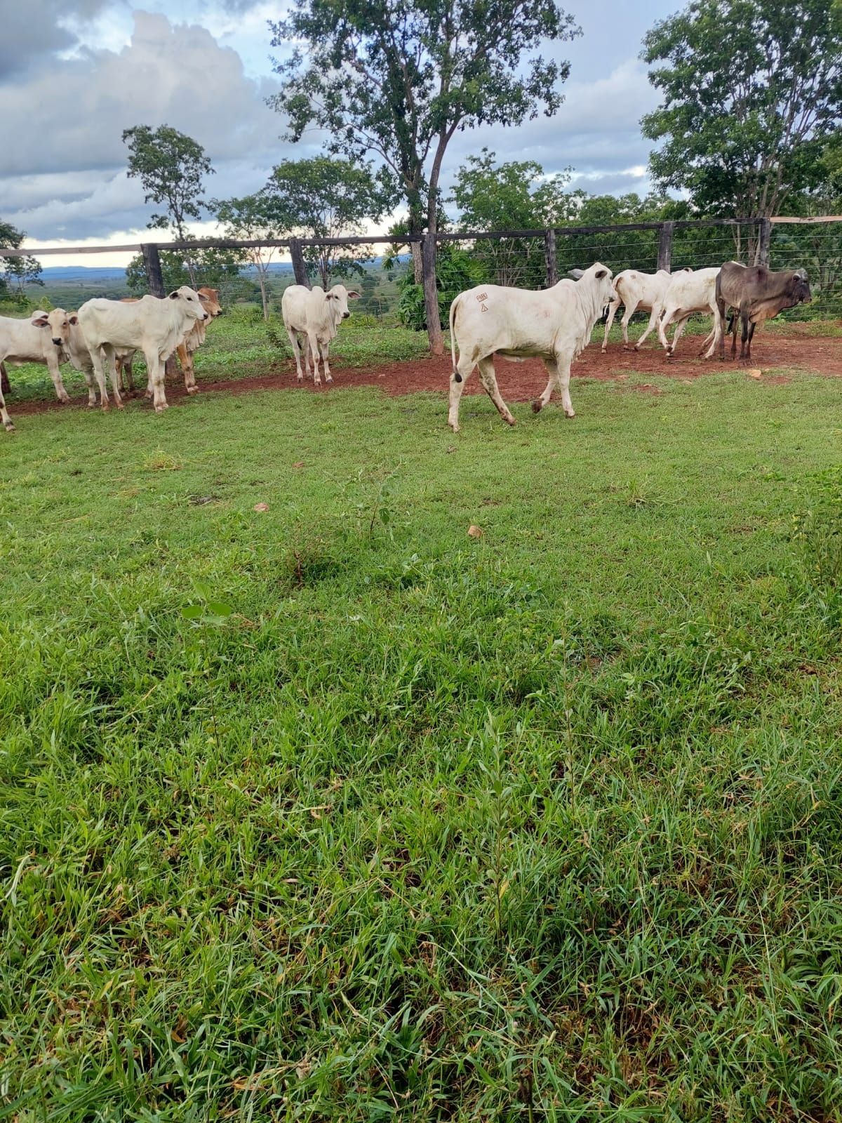 Fazenda, 740 hectares - Foto 1