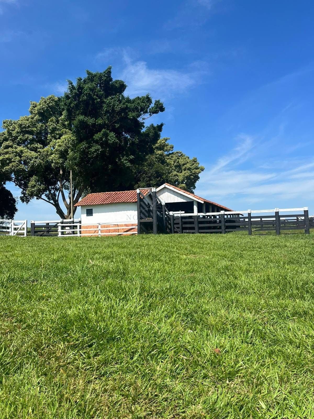 Fazenda, 321 hectares - Foto 5