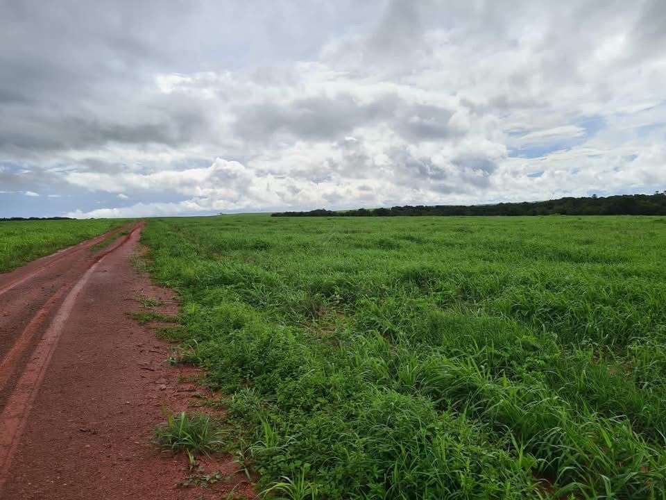 Fazenda, 1800 hectares - Foto 6