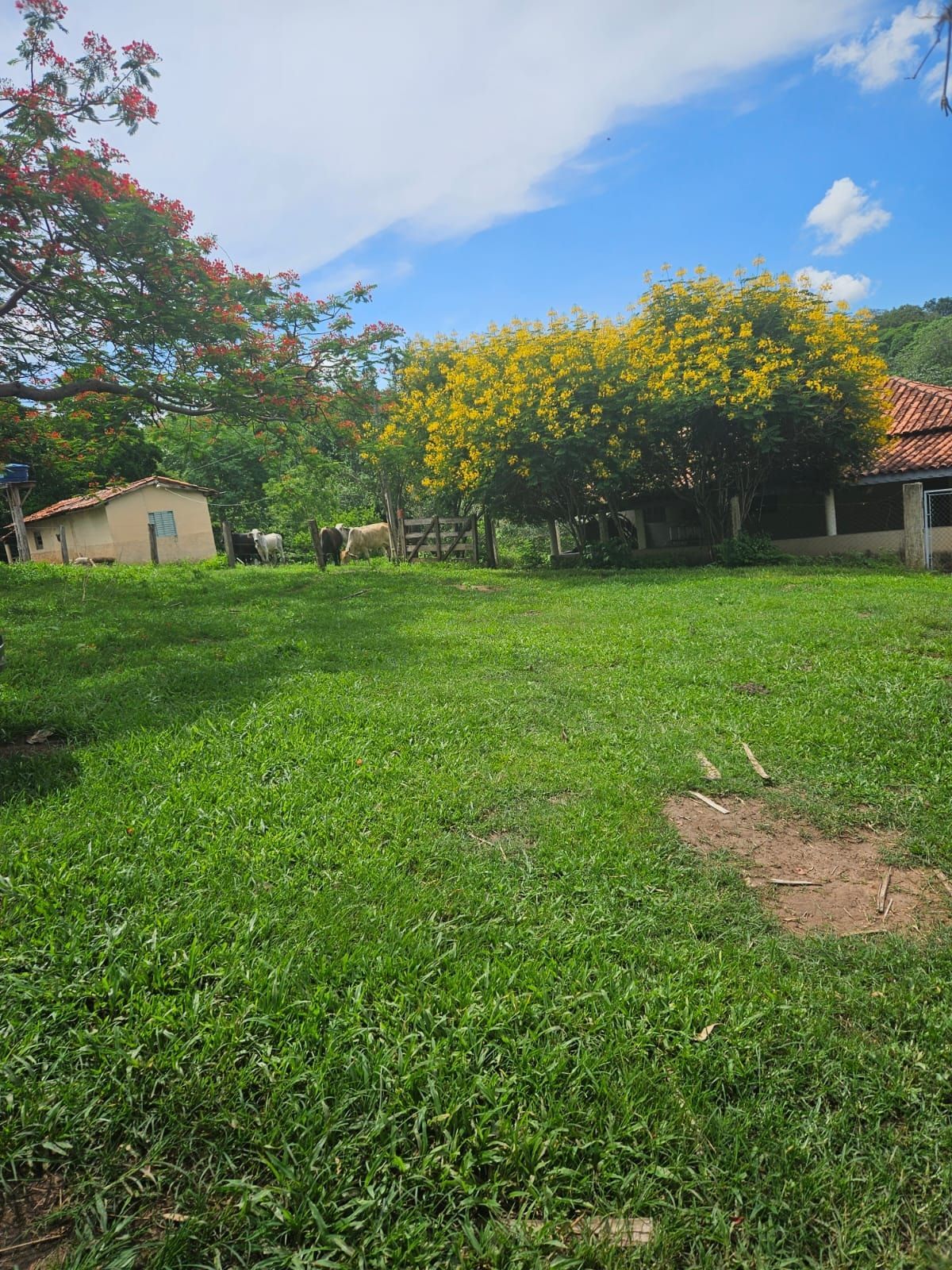 Fazenda, 740 hectares - Foto 2